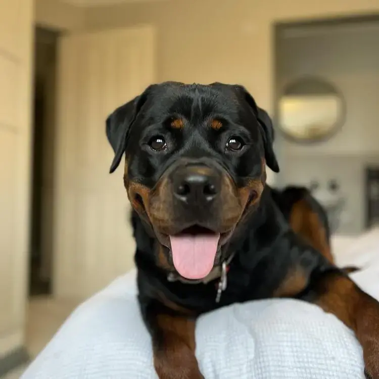 Rottweiler