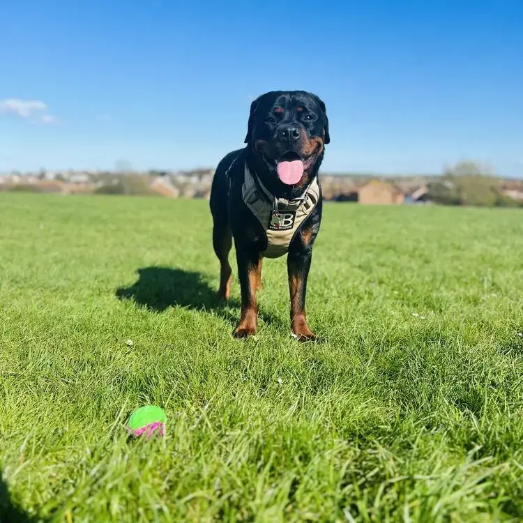 Rottweiler