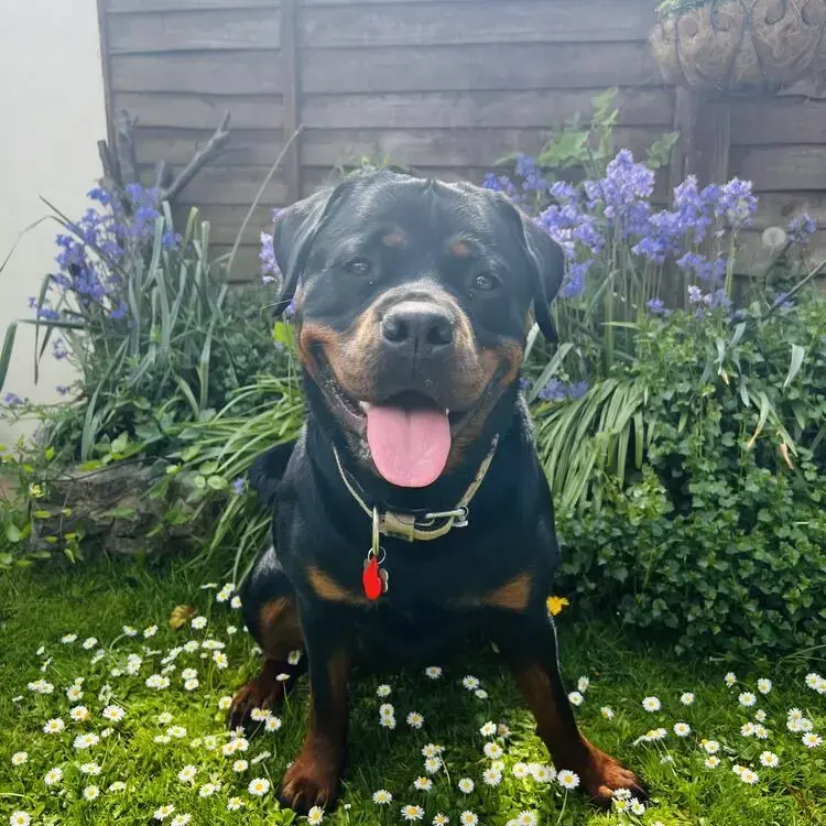 Rottweiler