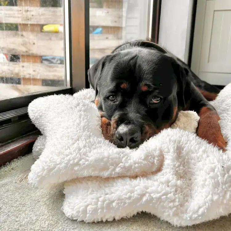 Rottweiler