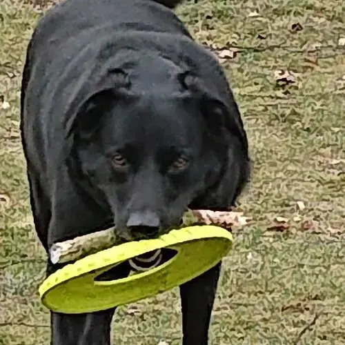 Labrador Retriever