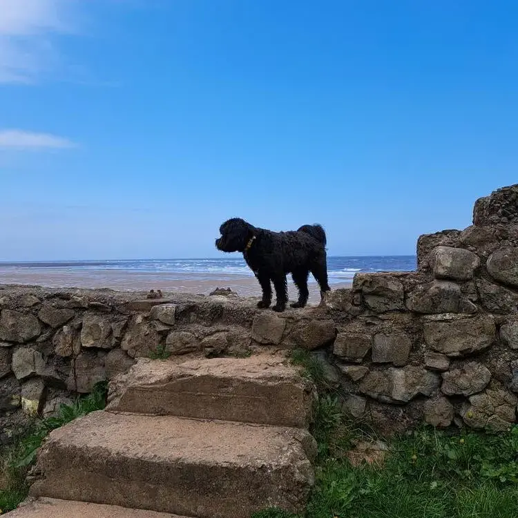 Tibetan Terrier