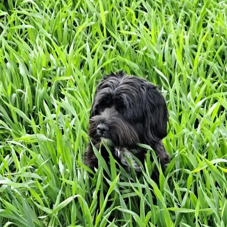 Tibetan Terrier