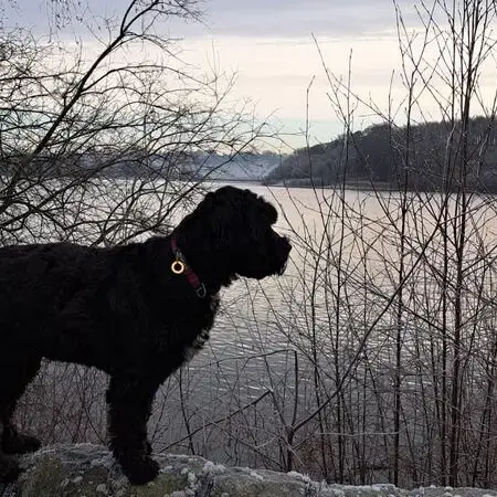 Tibetan Terrier