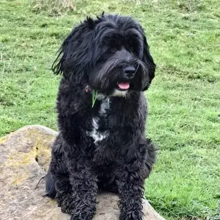 Tibetan Terrier