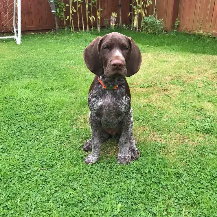 German Short-Haired Pointer
