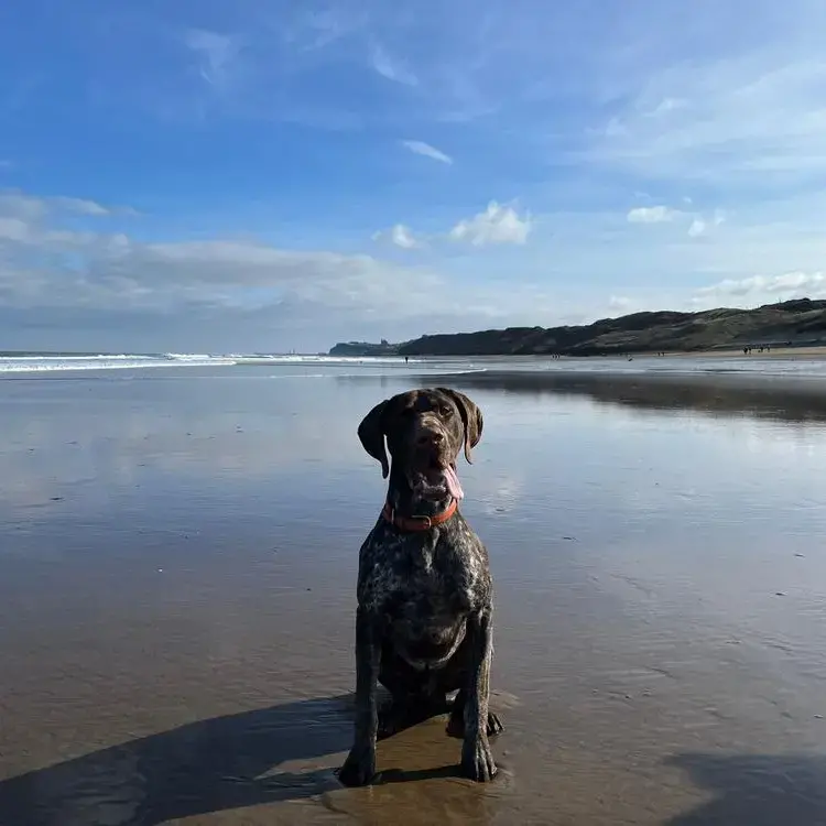 German Short-Haired Pointer
