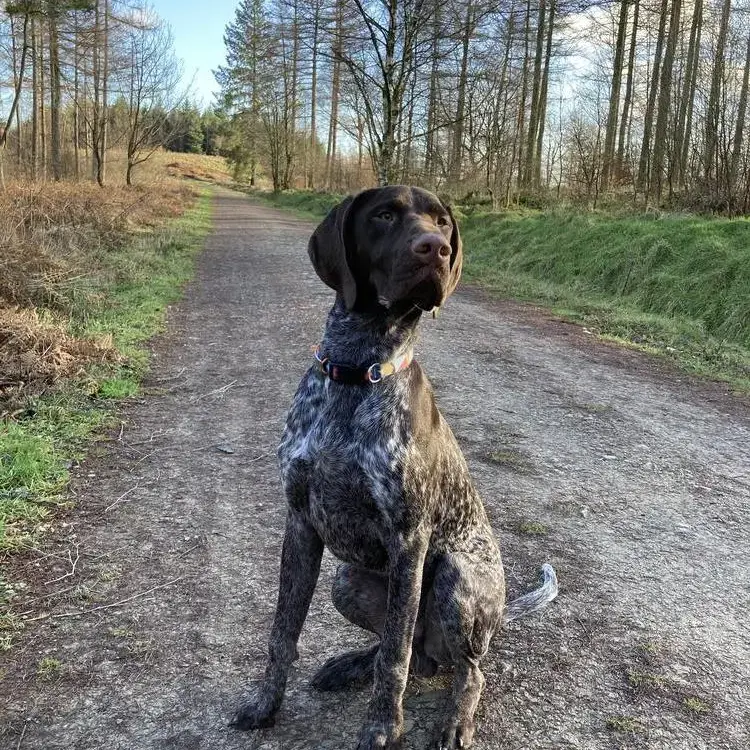 German Short-Haired Pointer