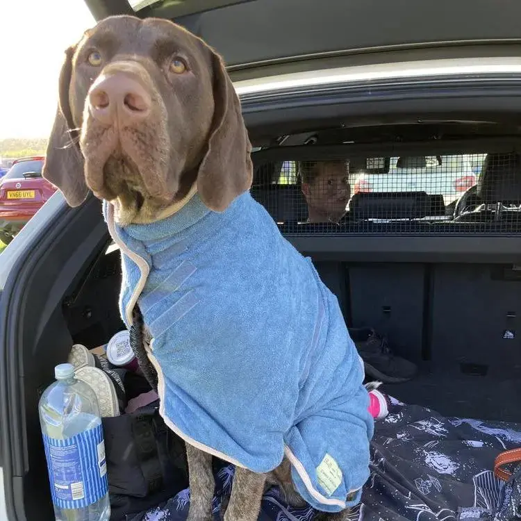 German Short-Haired Pointer