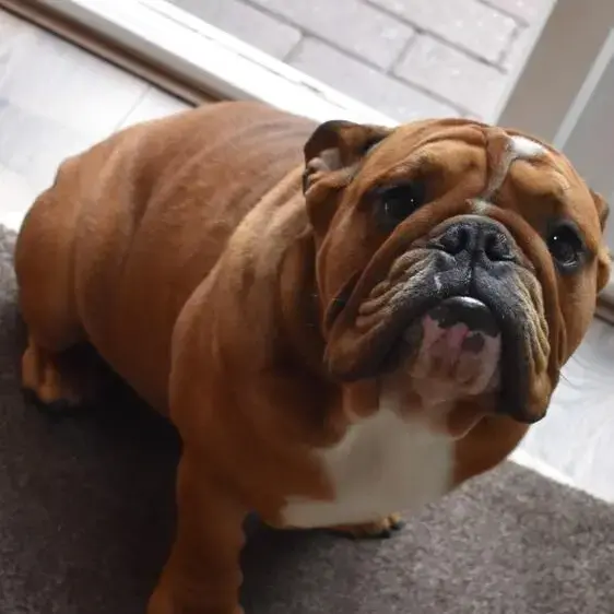 Bulldog