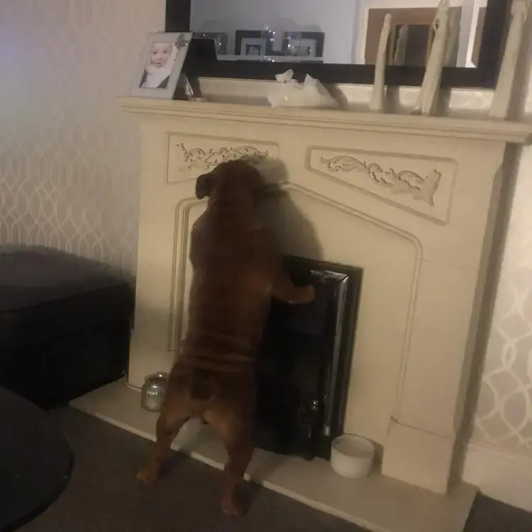 Bulldog