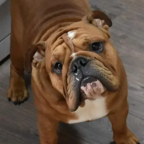 Bulldog