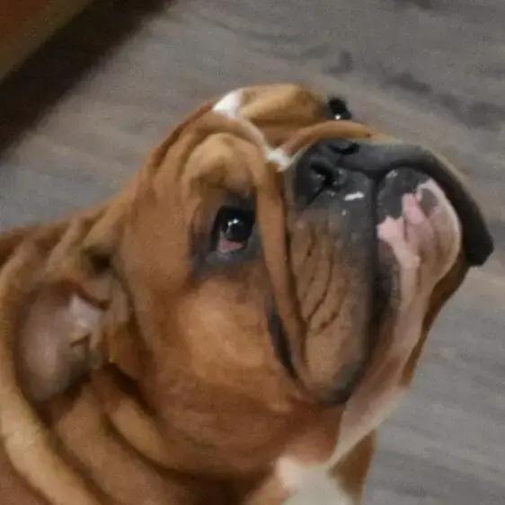 Bulldog