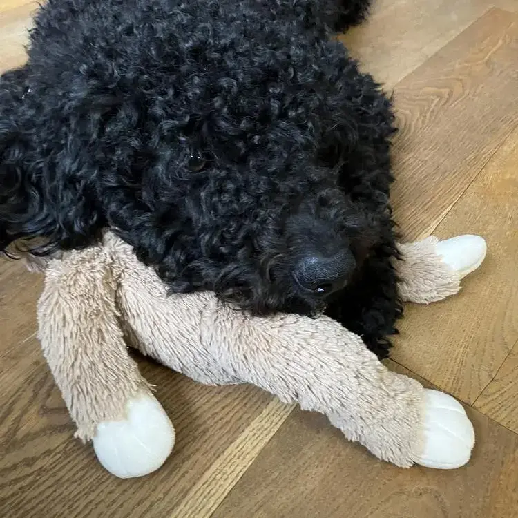 Goldendoodle