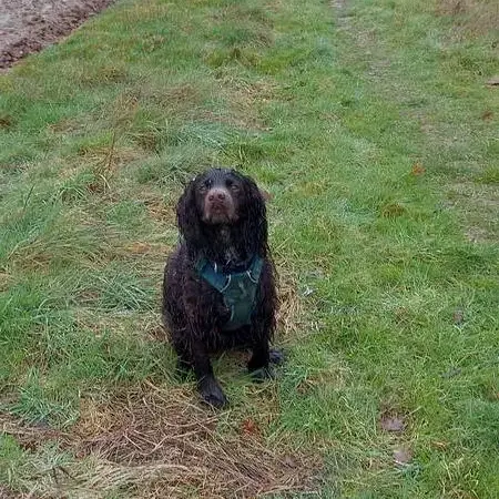 English Springer Spaniel