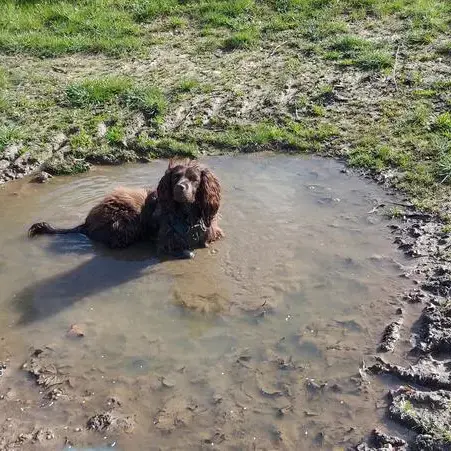 English Springer Spaniel