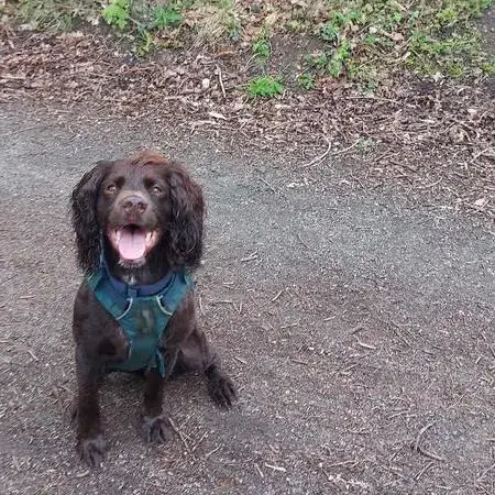 English Springer Spaniel