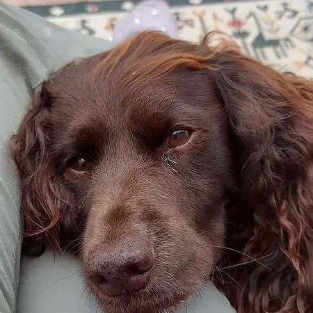 English Springer Spaniel
