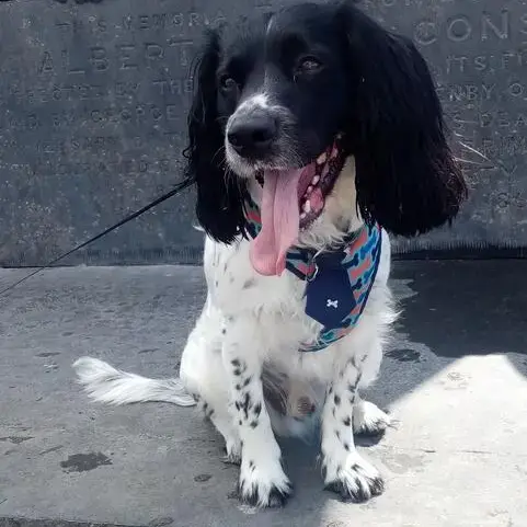 Welsh Springer Spaniel