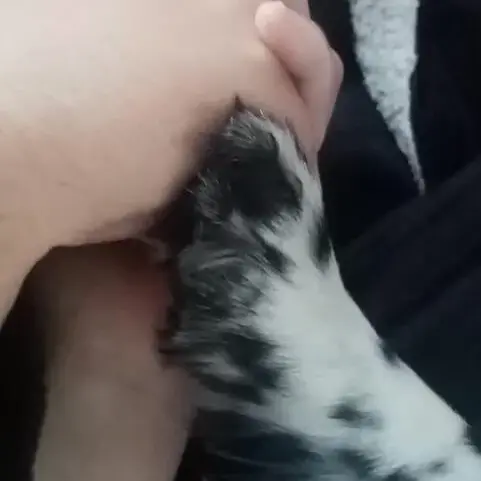 Welsh Springer Spaniel