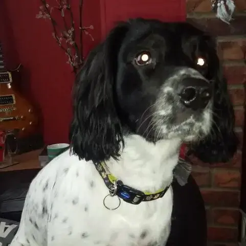 Welsh Springer Spaniel