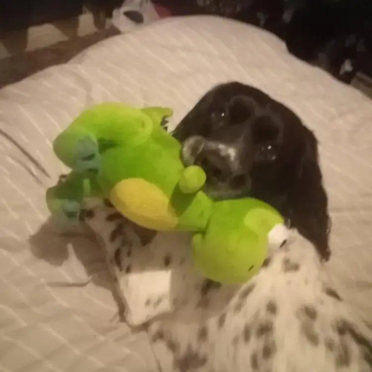 Welsh Springer Spaniel