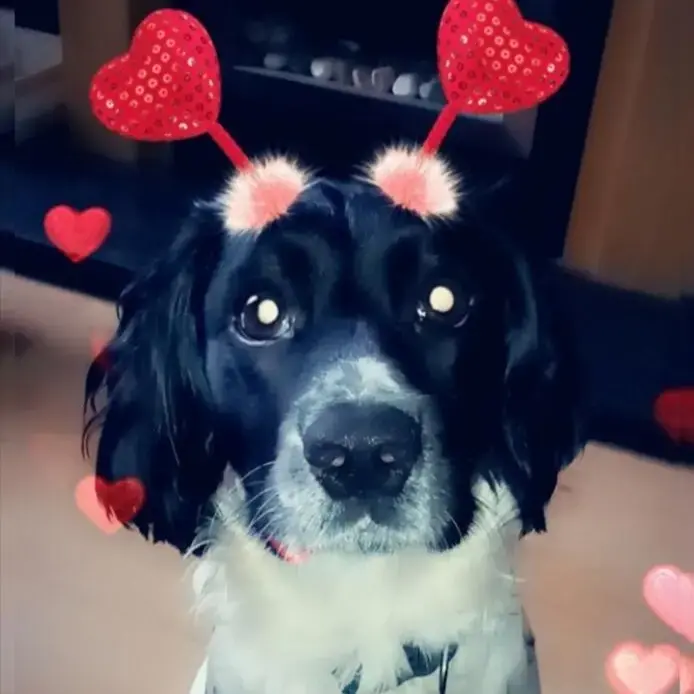 Welsh Springer Spaniel