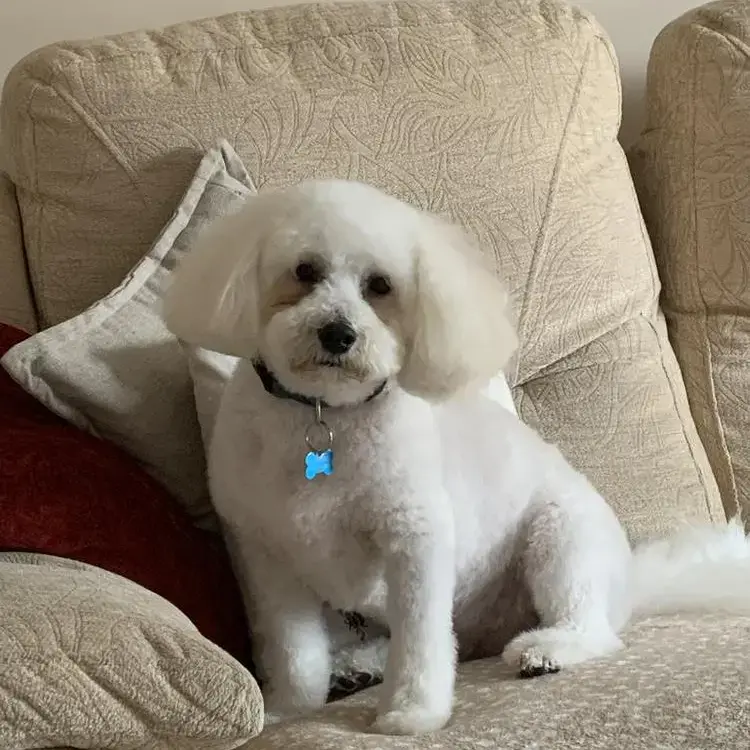 Cavachon