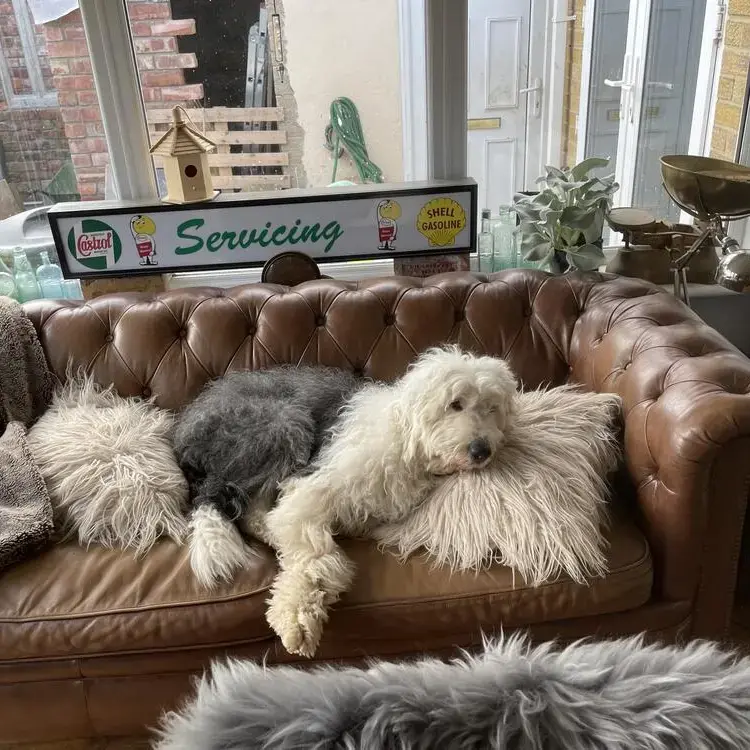 Old English Sheepdog