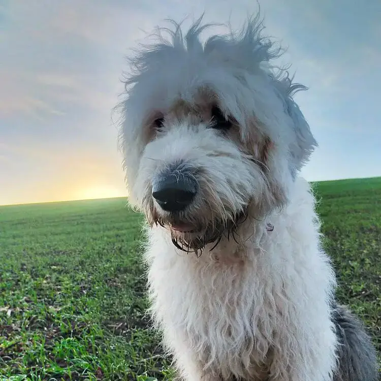 Old English Sheepdog
