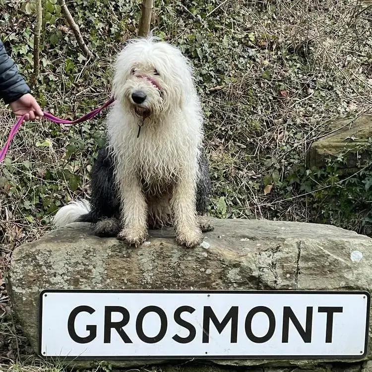 Old English Sheepdog