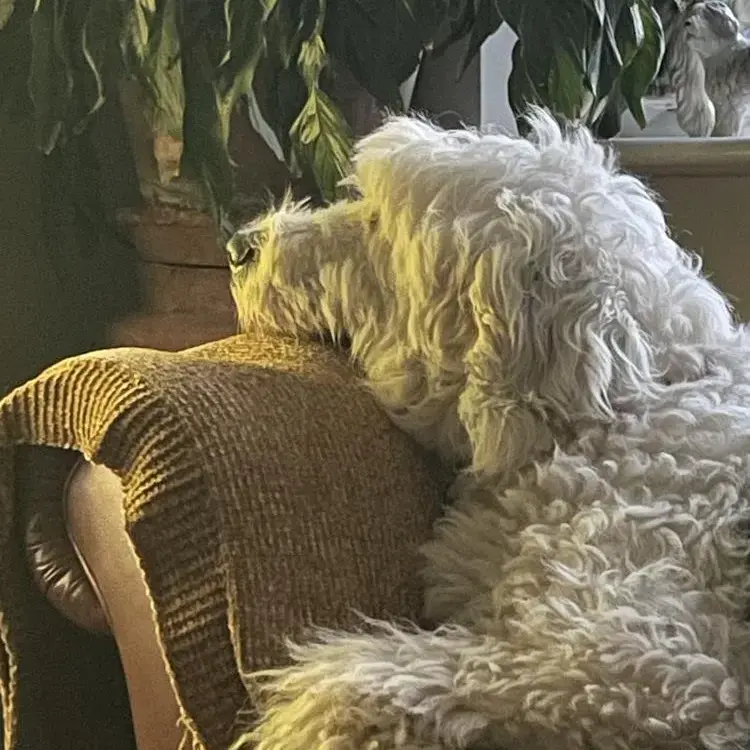 Old English Sheepdog