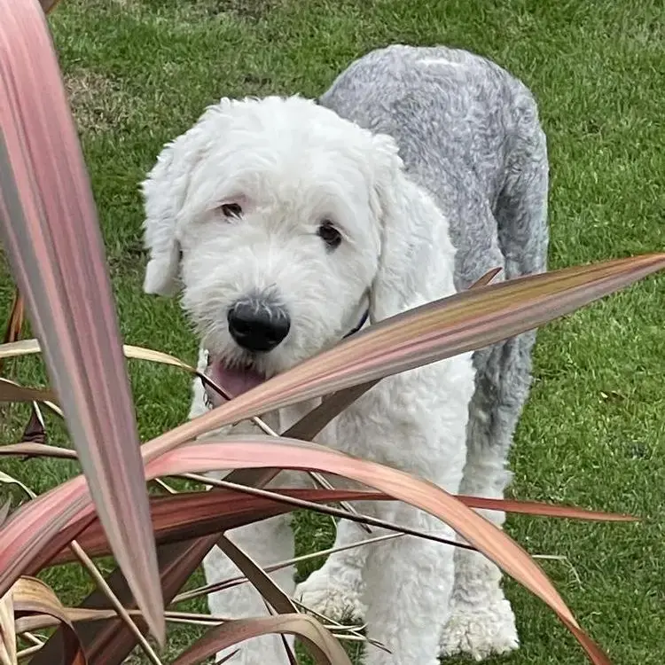 Old English Sheepdog