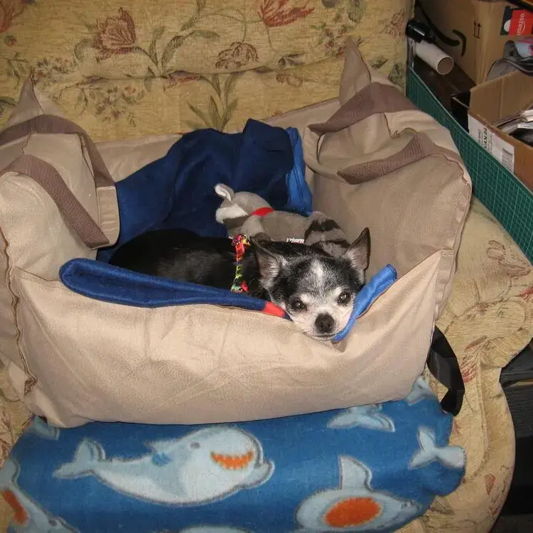 Chihuahua (Smooth Coat)