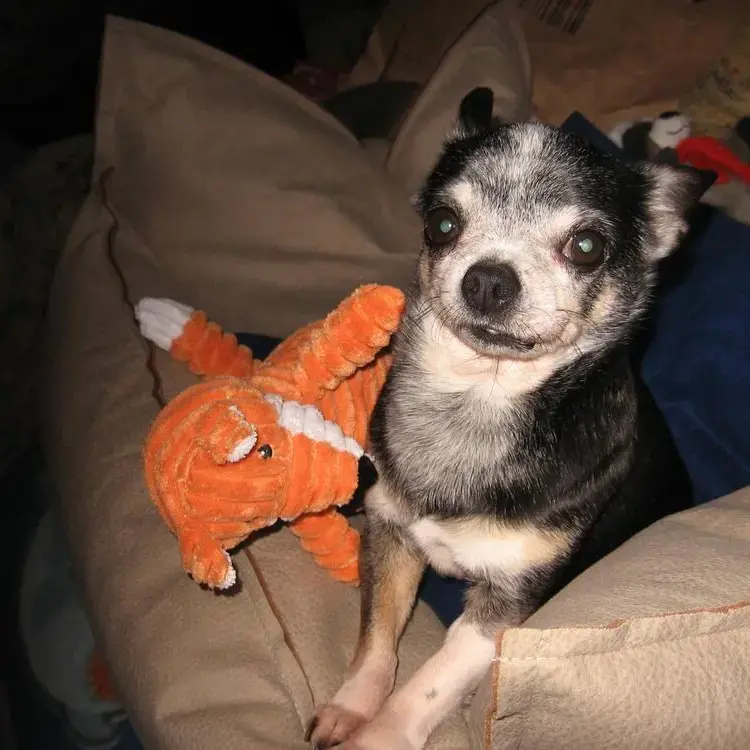 Chihuahua (Smooth Coat)