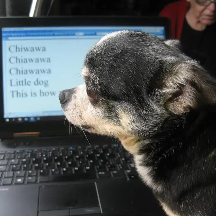 Chihuahua (Smooth Coat)