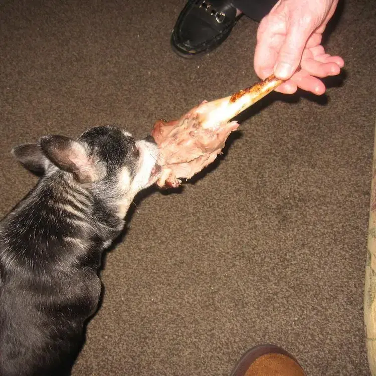 Chihuahua (Smooth Coat)