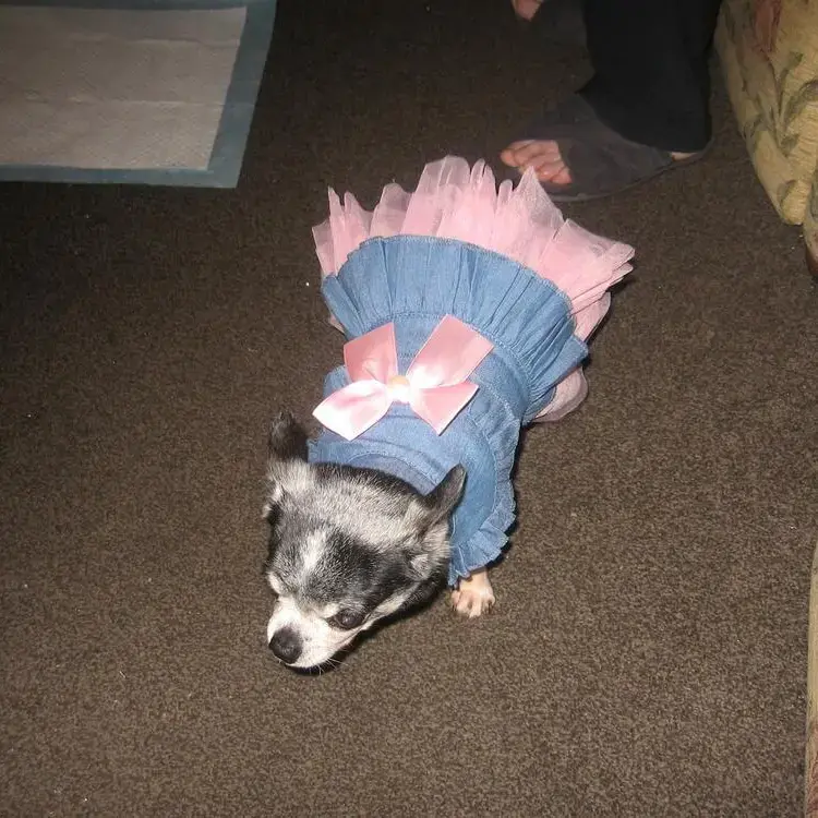 Chihuahua (Smooth Coat)