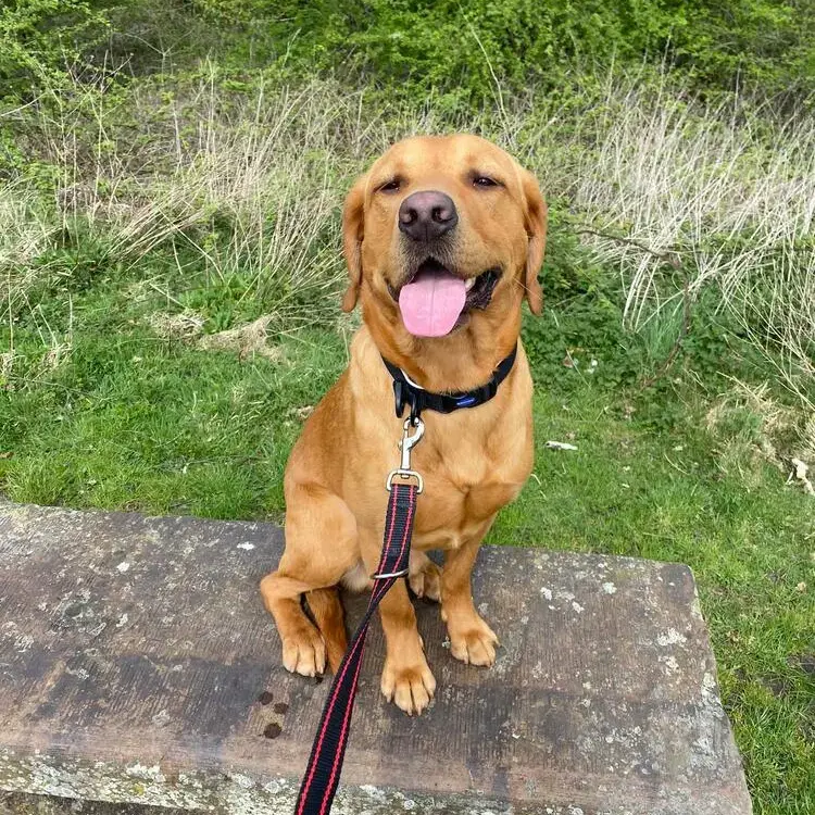 Labrador Retriever