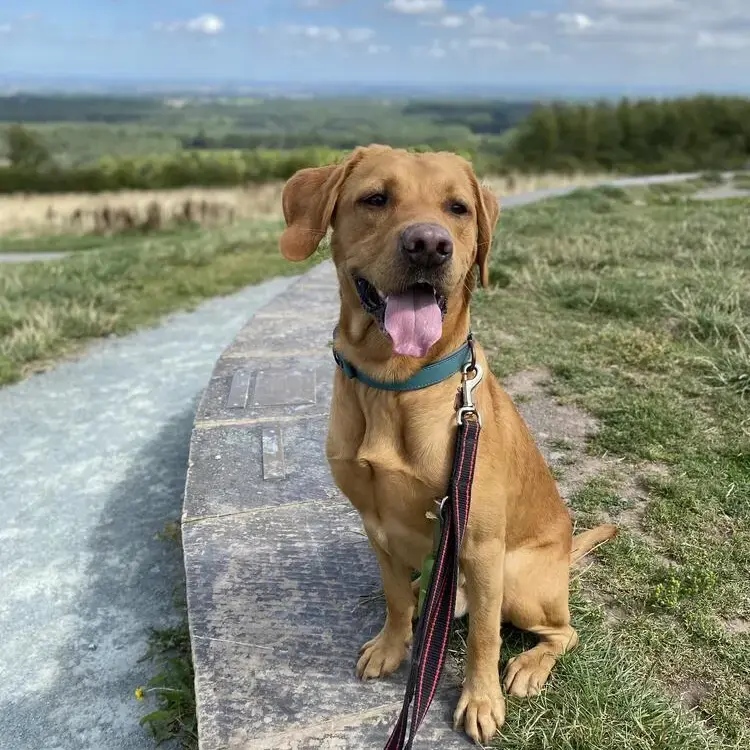 Labrador Retriever