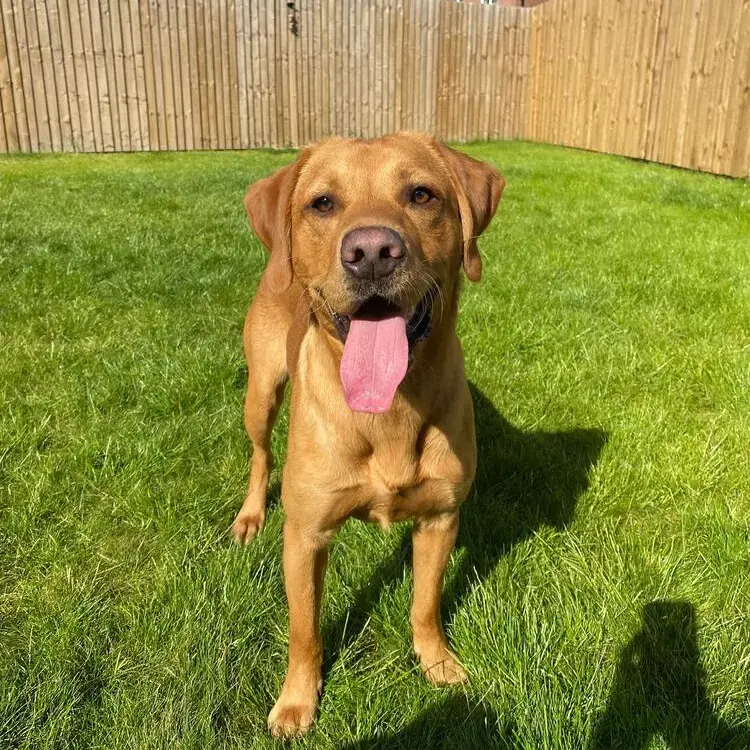 Labrador Retriever