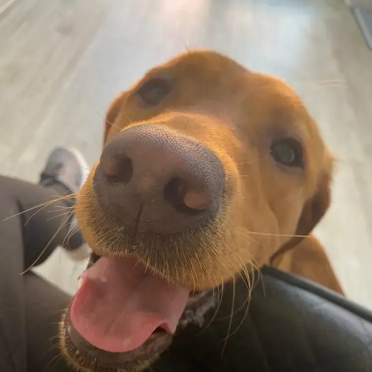 Labrador Retriever