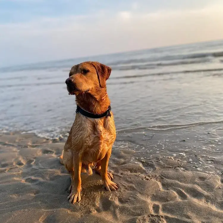 Labrador Retriever