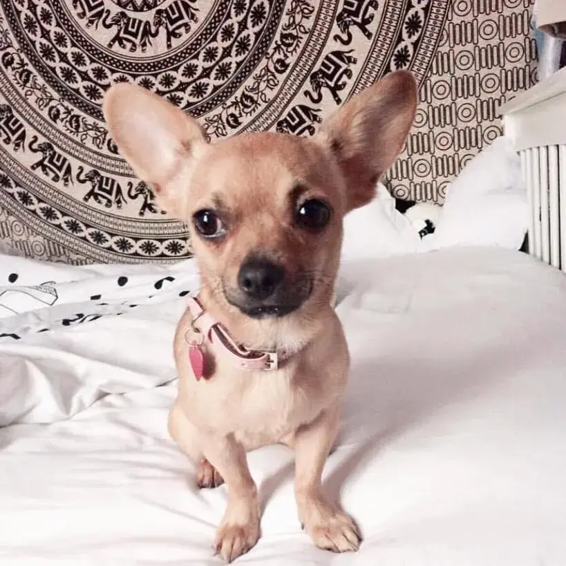 Chihuahua (Smooth Coat)