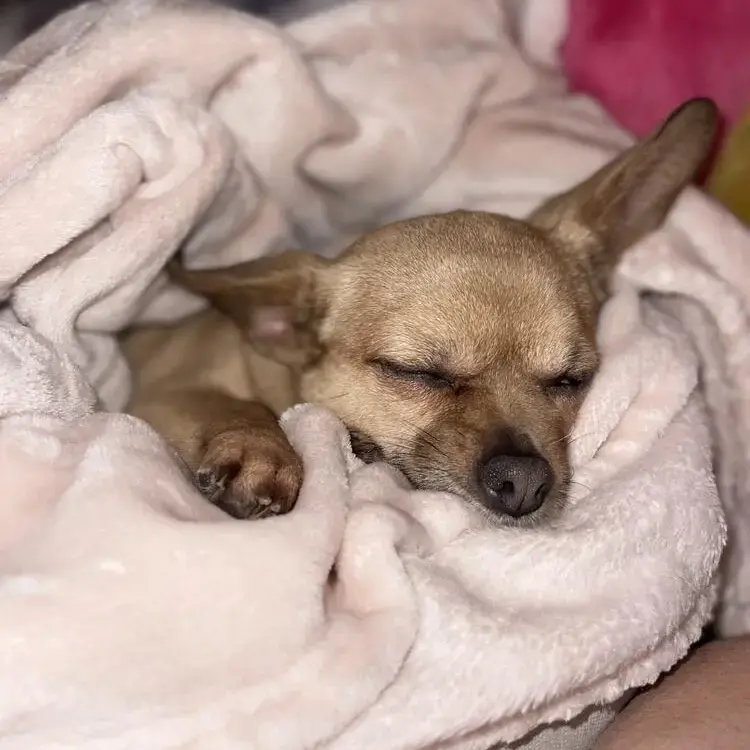 Chihuahua (Smooth Coat)