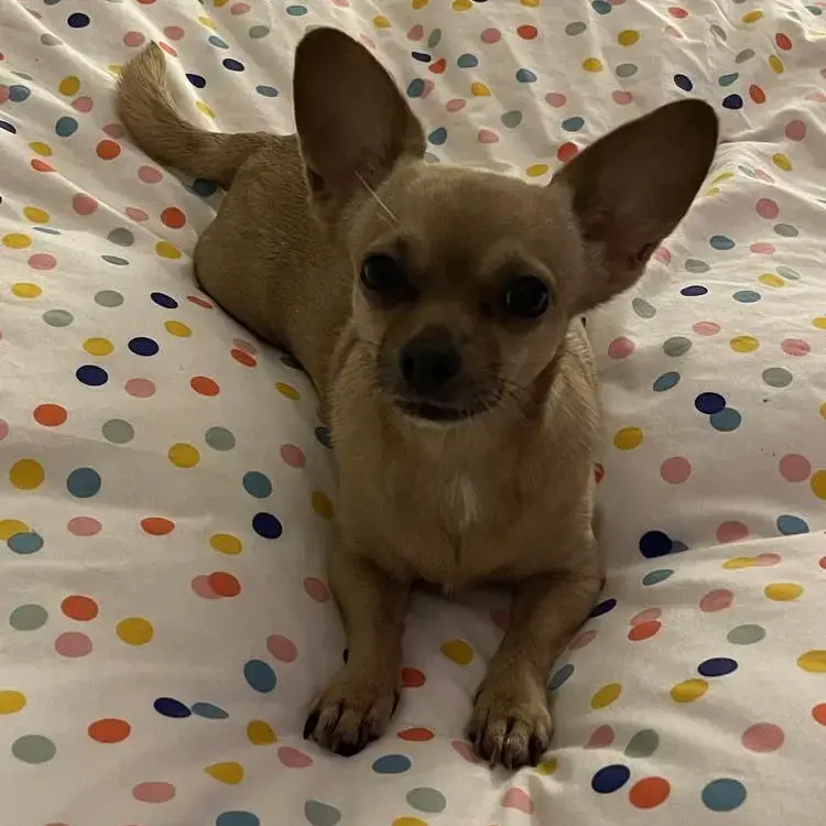 Chihuahua (Smooth Coat)