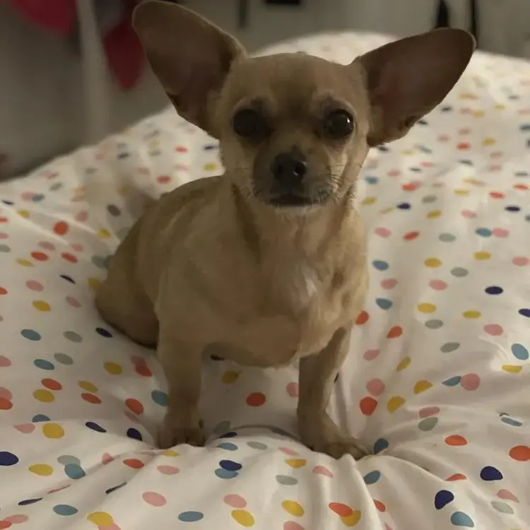 Chihuahua (Smooth Coat)