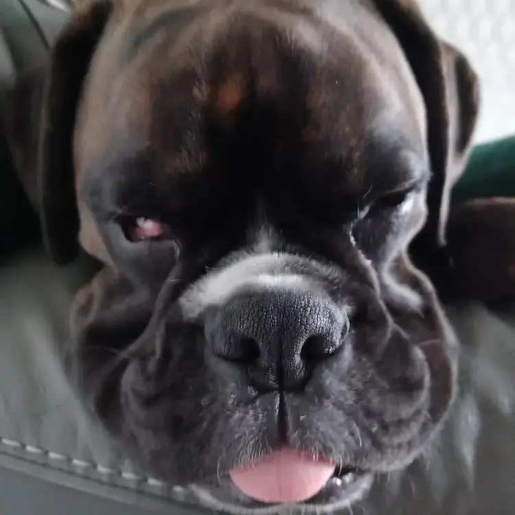 Boxer