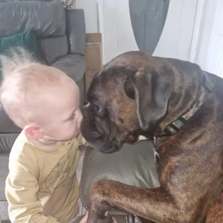 Boxer