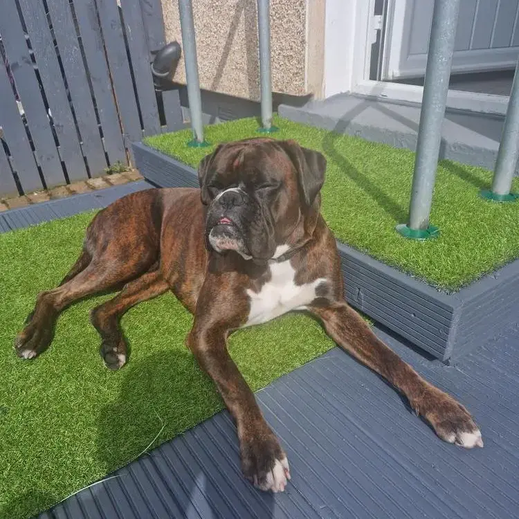 Boxer
